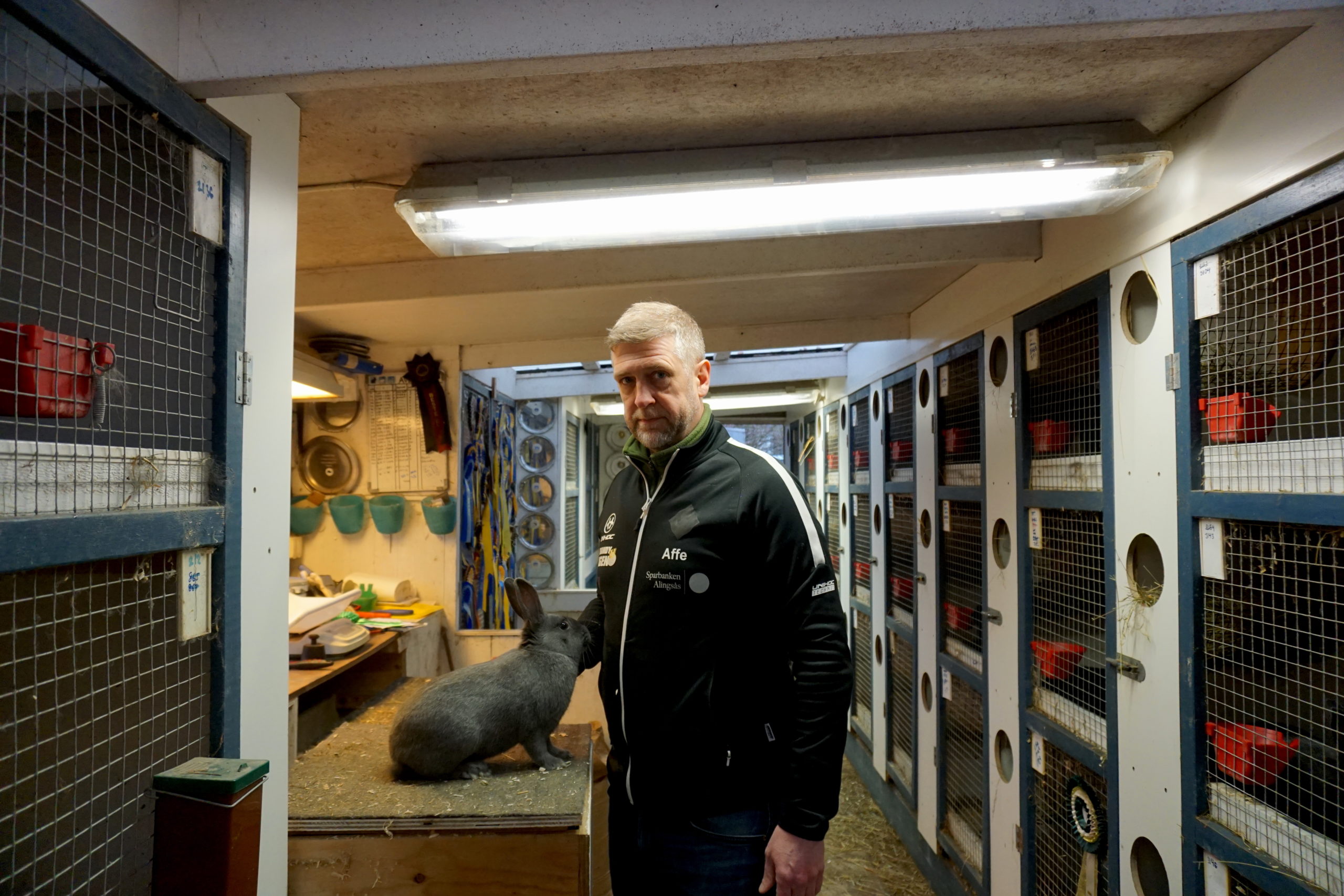 Affe Hedlund och en av hans kaniner 
hemma på gården i Vårgårda.
