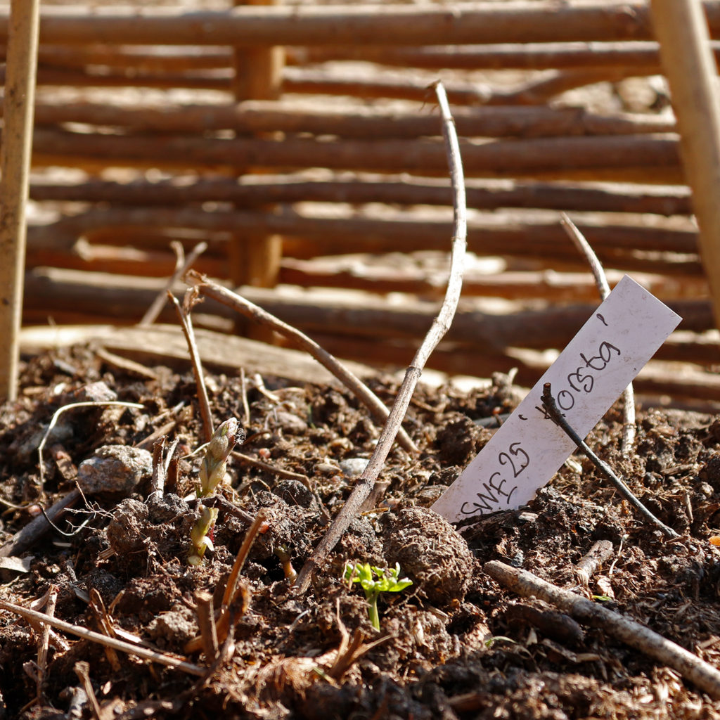 Närbild av en humleplanta med en lapp bredvid med texten SWE 25 "Korsta"