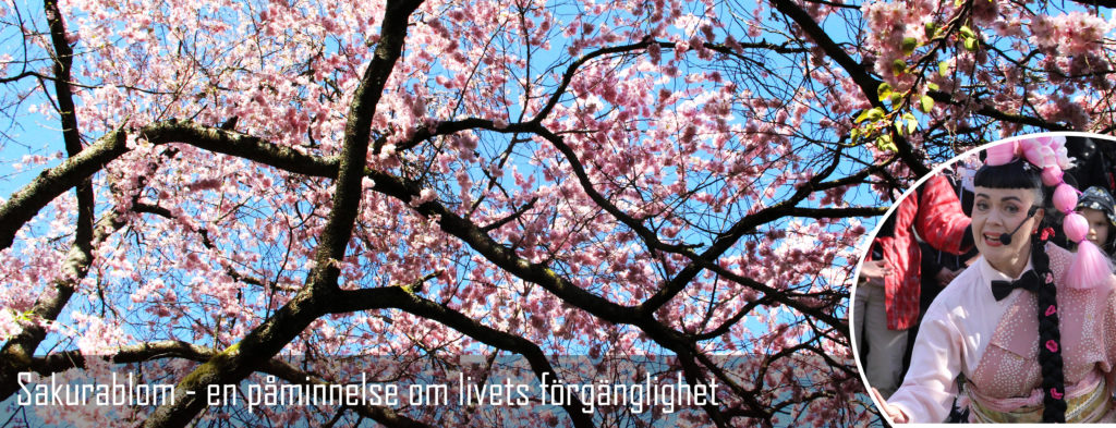 Montage: Ett körsbärsträds träkrona. Ami Skånbeg Dahlstedt visar upp Sakuradans.